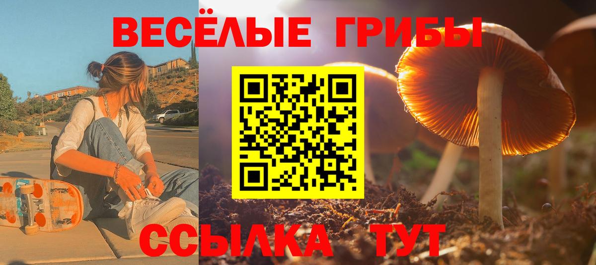 Галлюциногенные грибы Psilocybe Камышин